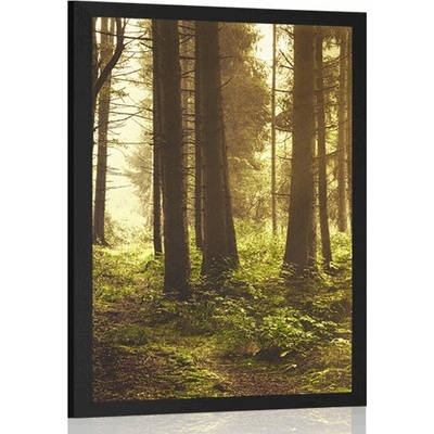 Plakát les zalitý sluncem - 20x30 black