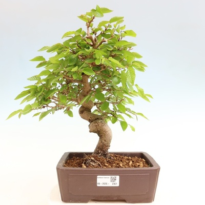 e-bonsai Venkovní bonsai -Carpinus coreana - Habr korejský
