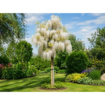 Vistéria vznešená Shiro Cap Fuji na 150-170 cm kmienku, výška 220-250 cm, kvetináč 30-35 l