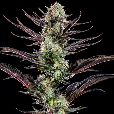 Barney´s Farm Thin Mint Frosting F1 Hybrid semena neobsahují THC 3 ks