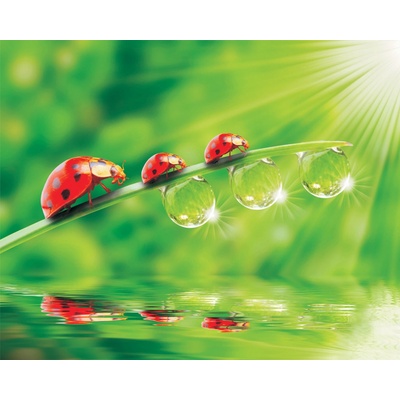 ForWall Fototapeta Lienky vlies 152,5 x 104 cm