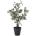 Bizzotto ИЗКУСТВЕНО РАСТЕНИЕ В САКСИЯ eucalyptus (0172936)