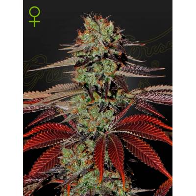 Green House Seeds King's Kush AUTO semena neobsahují THC 5 ks