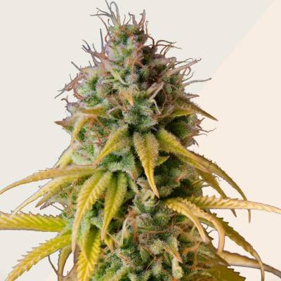 Kera Seeds Zkittels semena neobsahují THC 3 ks