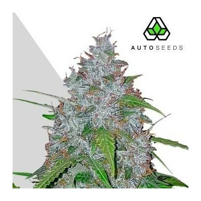 Auto Seeds White Widow Auto semena neobsahují THC 5 ks