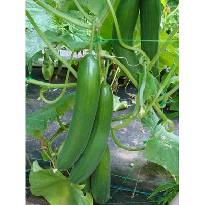 Šalátová uhorka Saturn F1 do skleníka - Cucumis sativus - semená - 10 Ks