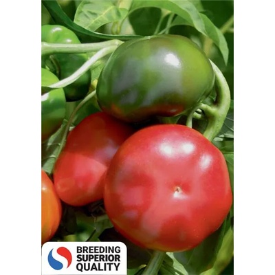 Superior Пипер Зелен Ратунд