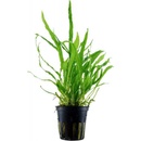 Microsorum pteropus Trident