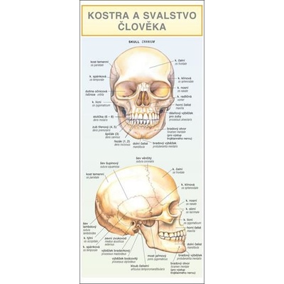 Kostra a svalstvo človeka