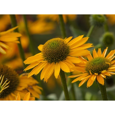 Echinacea purpurová Kismet Yellow