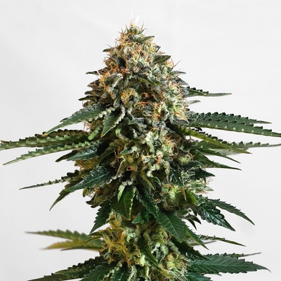 KANNABIA SEEDS THCV semienka neobsahujú THC 100 ks