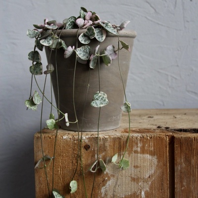 Ceropegia Lampášik Woodii Variegata