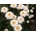 Margaréta Superbum Crazy Daisy