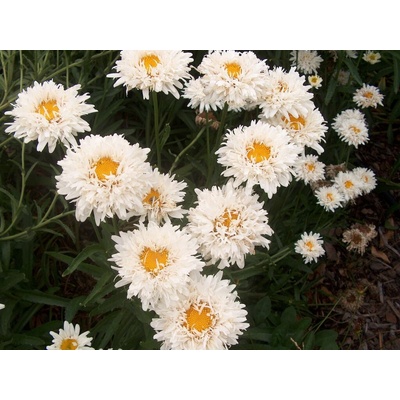 Margaréta Superbum Crazy Daisy