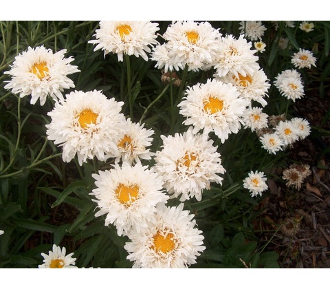 Margaréta Superbum Crazy Daisy