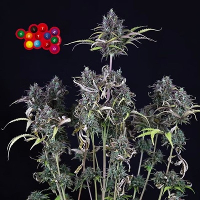 SEEDSMAN Zkittlez semienka neobsahujú THC 5 ks