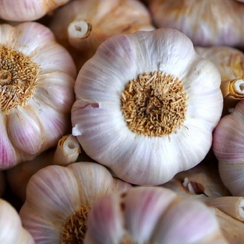 Sadbový cesnak Havel - Allium sativum - paličiak - 1 balenie