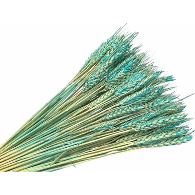 Sušené klasy pšeničné 120g - tyrkysové (ombré)