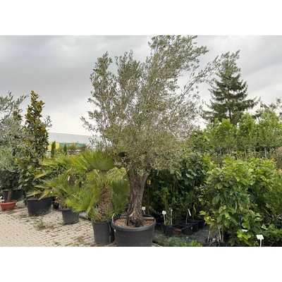 Olivovník európsky bonsaj, obvod kmeňa 70-80cm, výška cca 300cm
