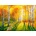 Enjoy - Puzzle Birch Grove 1000 - 1 000 piese