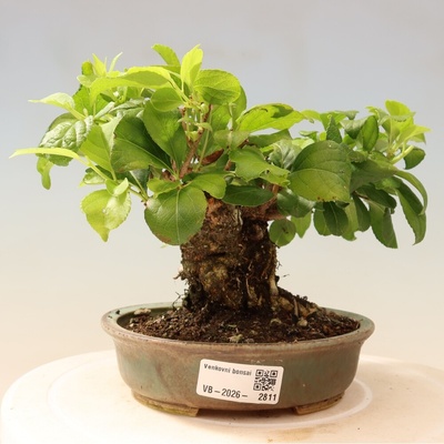 e-bonsai Venkovní bonsai - Celastrus orbiculatus - Jesenec okrouhlolistý