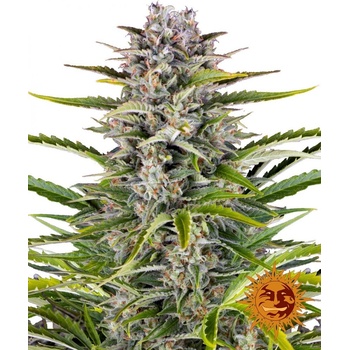 Barney's Farm Gorilla Zkittlez AUTO semena neobsahují THC 3 ks