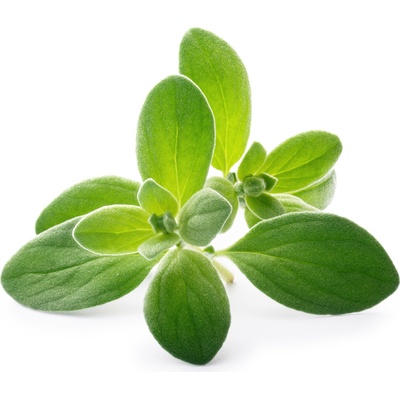 Veritable Вложка за семена Lingot основни билки градинска майорана (VLIN-A10-Mar03B)