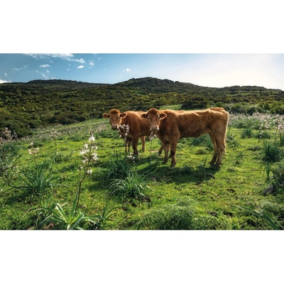 Komar Vliesová fototapeta Cow Paradise 450 x 280 cm