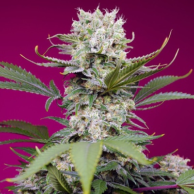 Sweet Seeds Sweet Mandarine Zkittlez XL semienka neobsahujú THC 25 ks