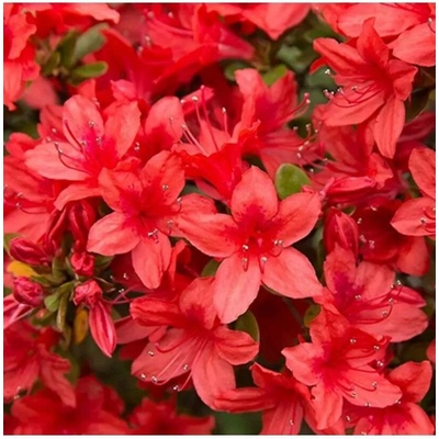 Azalea (J) 'Addy Wery' 20-25 C2L