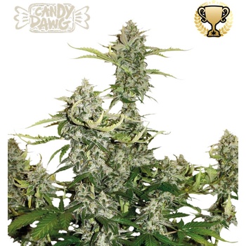 Seedstockers Superior Candy Dawg Auto semena neobsahuji THC 1 ks