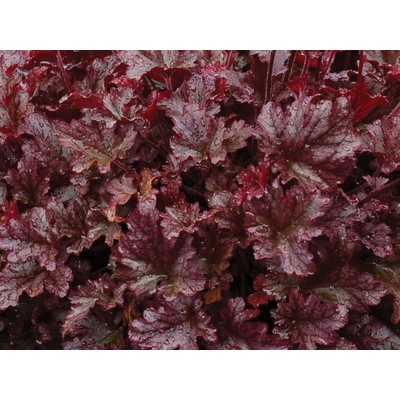 Heuchera Berry Marmalade, kont. 0,5 l