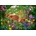 Bluebird Puzzle - Puzzle Ciro Marchetti: Spirit of Spring - 1 000 piese
