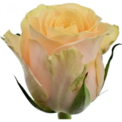 Růže Top Fair! 40cm (M)