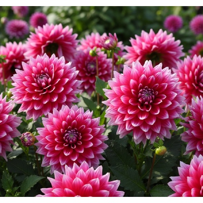 Jiřina 'Mero Star' 1 ks