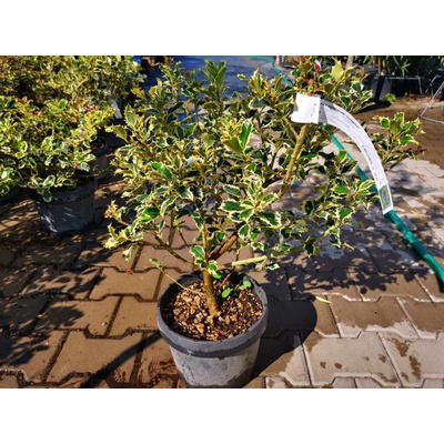 Cezmína ostrolistá Variegatum, výška 40-60 cm, kvetináč 5 l