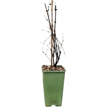 philodendron bicolor Philodendron Bicolor – Exotic-Flowers