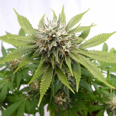 Kannabia Seeds Silver Widow semena neobsahují THC 5 ks