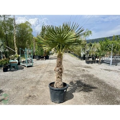 Palma konopná (Trachycarpus fortunei) - výška kmeňa 80-90 cm, celková výška 160-180 cm (-17°C)