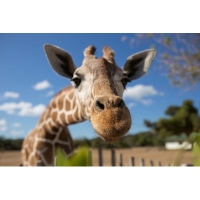DIMEX ART Флизелинов фототапет селфи с жираф 375 x 250 см