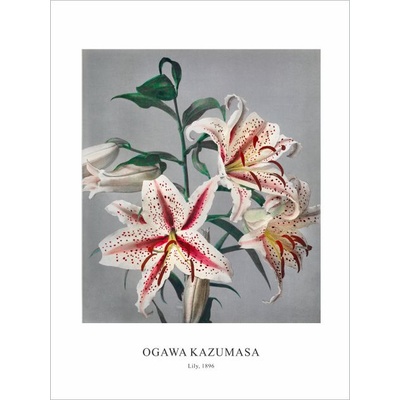 Принт Lily, Огава Казумаса - репродукция (Print1074)