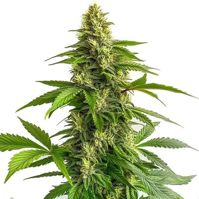 Blimburn Seeds Bruce Banner #3 Fast semienka neobsahujú THC 3 ks