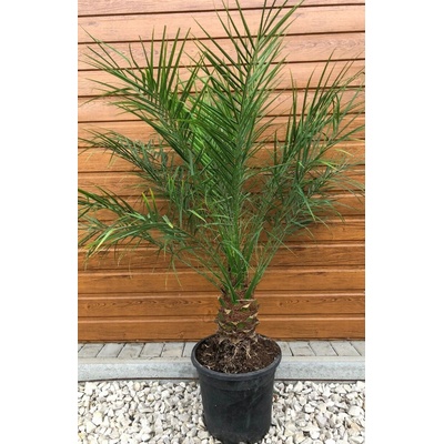 Phoenix roebelenii – kmeň 20-30cm, celková výška 100cm+