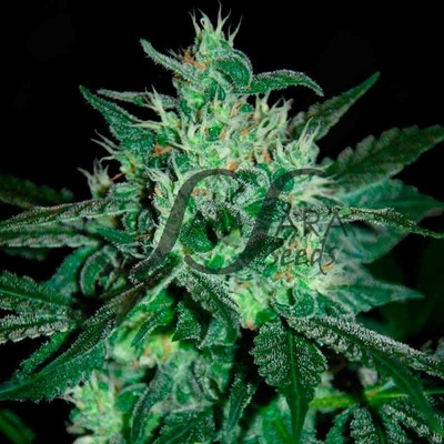 Samsara Spicy White Devil semienka neobsahujú THC 10 ks