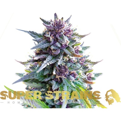 Super Strains Purple Punch semienka neobsahujú THC 10 ks