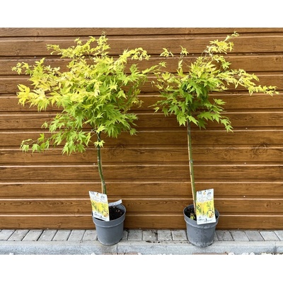 Javor dlaňolistý (Acer palmatum ´Orange Dream´) na kmieniku 60cm