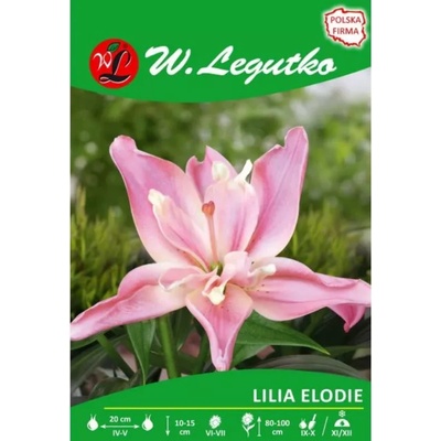 W. Legutko Елоди розова лилия, 1 брой