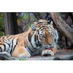 DIMEX ART Флизелинов фототапет сладък тигър 375 x 250 см