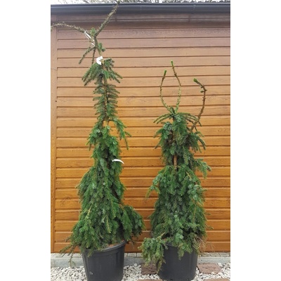 Smrek omorikový (Picea omorika ´Pendula bruns´) veľkosť 175-220cm