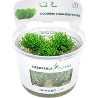 Riccardia chamedryfolia – Zboží Dáma